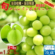 シャインマスカット 山梨産 産地直送 約1.2kg～5kg 送料無料 2房～9房 マスカット ぶどう 種なし ブドウ …