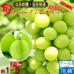 y1`4ȓɏz VC}XJbg RY Yn 1.0kg`5kg  2[`9[ }XJbg Ԃǂ Ȃ uhE hV̓ Mtg lCuhE VC Â 蕨 v[