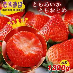 y\̔E12{珇zYn Ȗ،Y Ƃ ƂƂ 1.2L   C`S Xgx[  N[֔