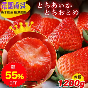 y55OFF yVX[p[SALEԌzy\̔E12{珇zYn Ȗ،Y Ƃ ƂƂ 1.2L   C`S Xgx[  N[֔