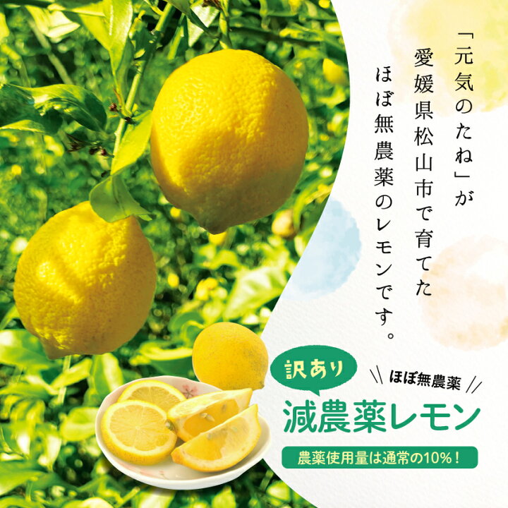 楽天市場 国産レモン ほぼ 無農薬 1kg 国産 レモン れもん 愛媛県産 減農薬 栽培 自家栽培 訳あり 送料無料 元気のたね 元気のたねkfv