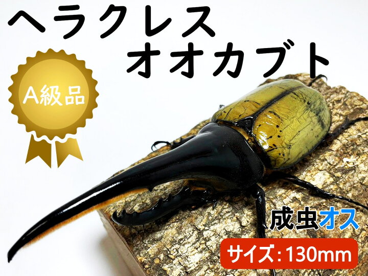 楽天市場】ヘラクレスオオカブト 成虫 ♂(オス) A級品 130mmUP ラニ 