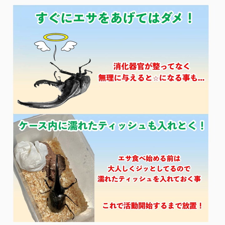 楽天市場】ヘラクレスオオカブト 成虫 ♂(オス) A級品 130mmUP ラニ 