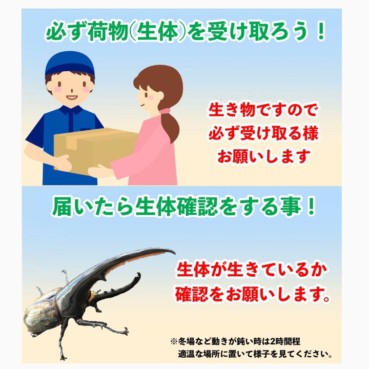 楽天市場】ヘラクレスオオカブト 成虫 ♂(オス) A級品 130mmUP ラニ 