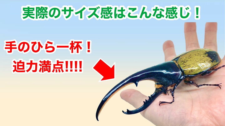 楽天市場】ヘラクレスオオカブト 成虫 ♂(オス) A級品 130mmUP ラニ 
