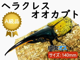 ヘラクレスオオカブト 成虫 ♂(オス) A級品 140mmUP ラニヘラクレス ヘラクレカブトムシ 昆虫 生き物 ヘラクレス ペット ヘラヘラ プレゼントに 夏休み 自由研究 送料無料 ラニヘラクレスオオカブト 鑑賞用 Lani Hercules