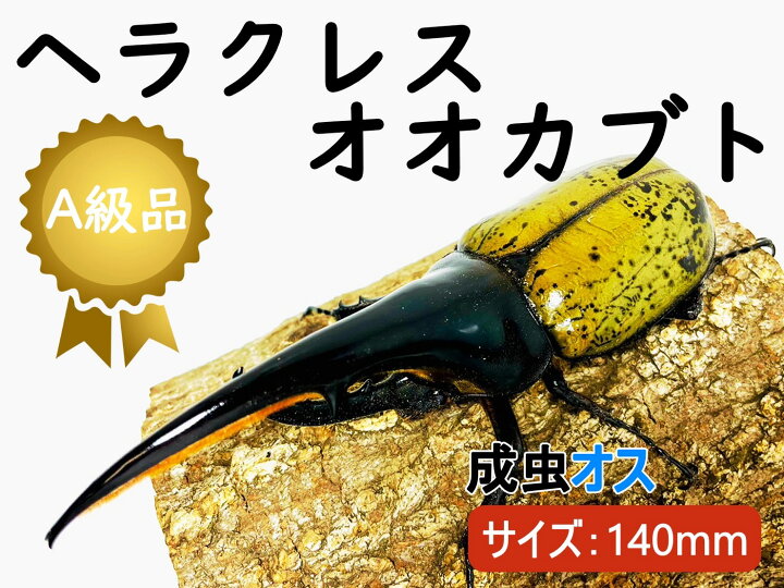 楽天市場】ヘラクレスオオカブト 成虫 ♂(オス) A級品 140mmUP ラニ 