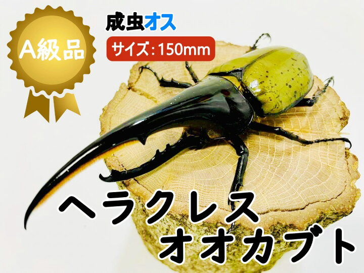 楽天市場】ヘラクレスオオカブト 成虫 ♂( オス) A級品 150mmUP ラニ 