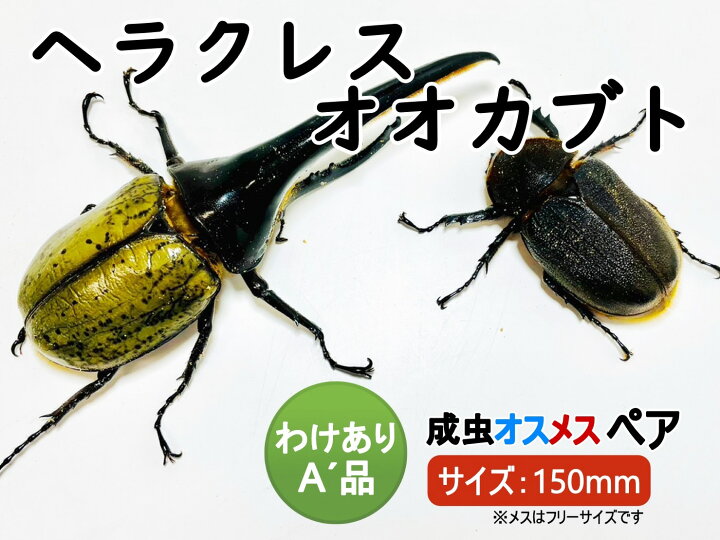 楽天市場】ヘラクレスオオカブト 成虫 ♂( オス) ♀ (メス) A