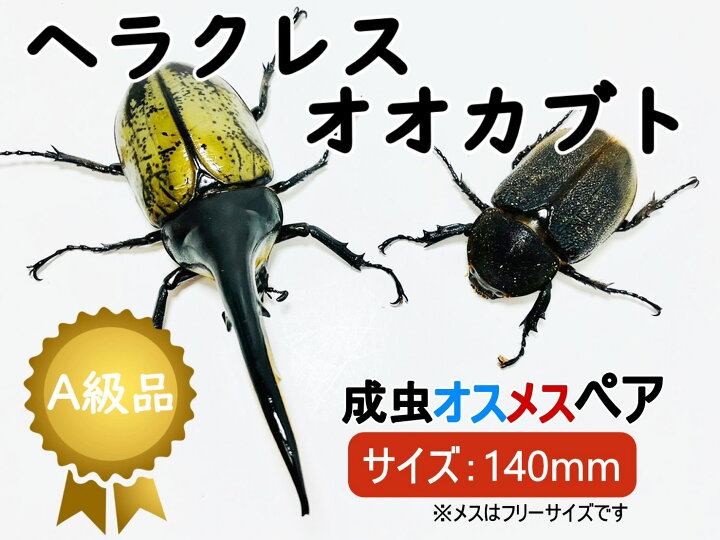 楽天市場】ヘラクレスオオカブト 成虫 ♂( オス) ♀ (メス) ペア A品 