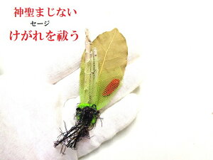 PEԏ򉻁ES̏򉻁Z[WEzCgZ[W_܂Ȃp[Xg[아(아)(*ée)q