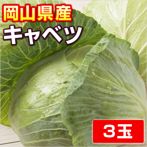 吉備高原の安全 安心 美味しい野菜 岡山県産 デポー キャベツ 値引き 玉 ３