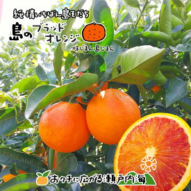 希望の島 ブラッドオレンジ(タロッコ)(一覧) 贈答用/家庭用/加工用 2kg,3kg,5kg,10kg 愛媛 中島産国産 blood orange みかん 柑橘 フルーツ