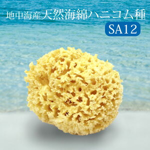 x[j VRCȃnjR SA12 10`12cm {fBX|W V[X|W Ԃ q VR100% Shasa Bellini