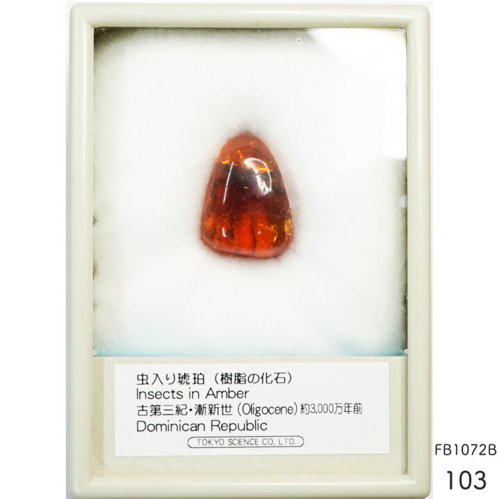 楽天市場】琥珀 虫入り琥珀 こはく 樹脂の化石 ドミニカ共和国 古第三 
