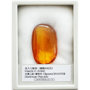   ͂ ̉ h~jJa ÑOIEQV Oligocene 3000NO Dominican Republic  W{ R