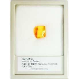 琥珀 こはく 虫入り バルト海沿岸 ドミニカ共和国 化石 標本 自由研究