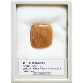 琥珀 こはく バルト海沿岸 ドミニカ共和国 化石 標本 自由研究 ミルキーアンバー クリア