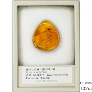 ���� ���������� ���͂� �����̉��� �h�~�j�J���a�� �Ñ�O�I�E�Q�V�� Oligocene ��3000���N�O Dominican Republic ���� �W�{ ���R����