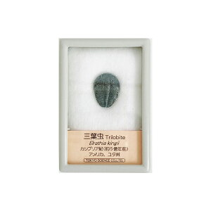 �O�t�� �G�����V�A�E�L���M �J���u���A�I �A�����J ���^�B