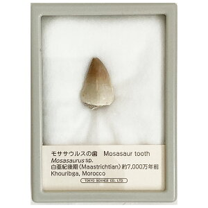 TTEX̎ P[X  C  Ȋw C