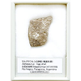 サルタサウルスの卵殻 ケース入り アルゼンチン 東京サイエンス 恐竜 化石 卵 プレゼント 科学