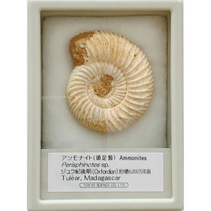 楽天市場】アンモナイト ペリスフィンクテス ケース入り マダガスカル 