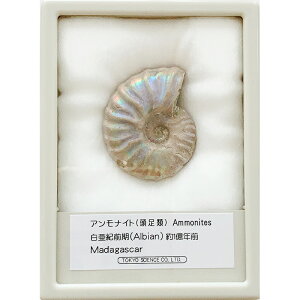 AiCg C{[ P[X MTCY }_KXJ TCGX   v[g Ȋw