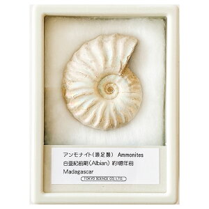 AiCg C{[ P[X LLTCY }_KXJ TCGX   v[g Ȋw