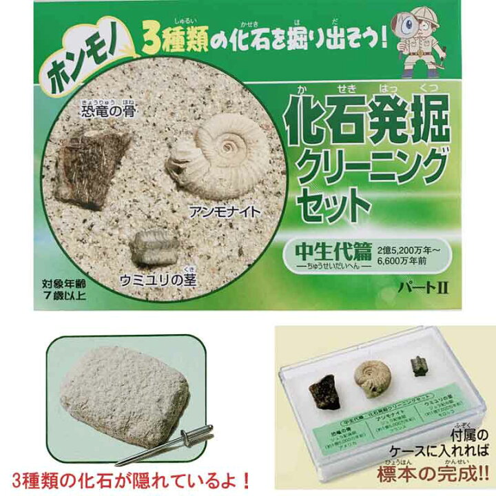楽天市場】化石発掘クリーニングセット パートII／中生代編 キット 