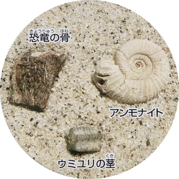 楽天市場】化石発掘クリーニングセット 古生代編 中生代編 新生代編 