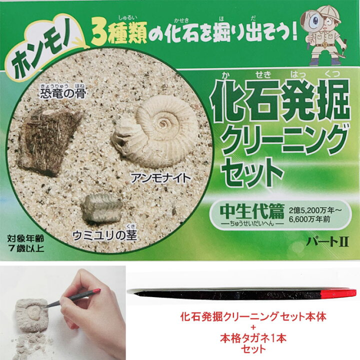 楽天市場】化石発掘クリーニングセット 古生代編 中生代編 新生代編 