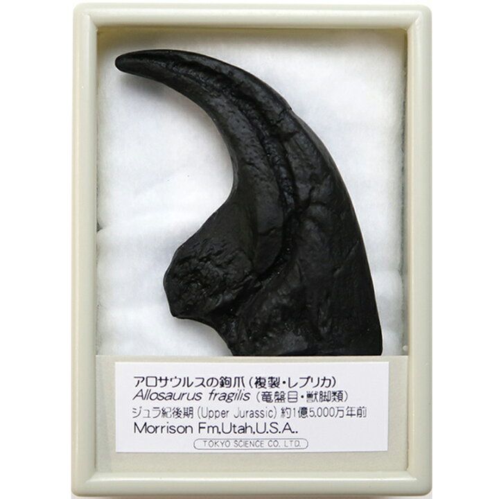 楽天市場】アロサウルスの鉤爪 化石レプリカ 複製 : キッズマーケット