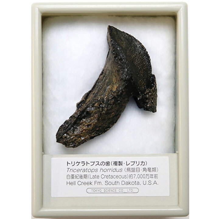楽天市場】トリケラトプスの歯 化石レプリカ 複製 : キッズマーケット