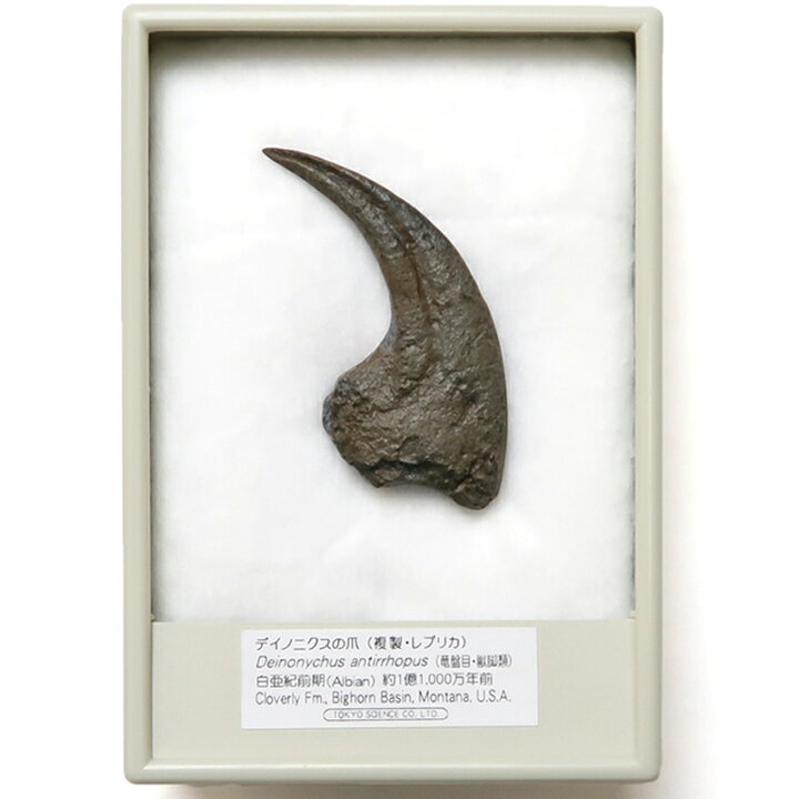 楽天市場】デイノニクスの爪 化石レプリカ 複製 : キッズマーケット