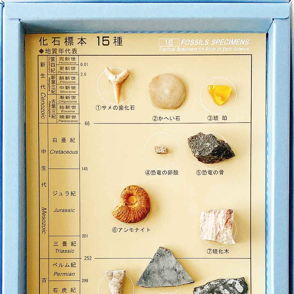 【楽天市場】化石標本15種 東京サイエンス サメの歯 貨幣石 琥珀