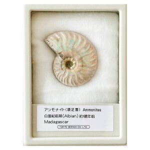 AiCg C{[ P[X LTCY }_KXJ TCGX   v[g Ȋw