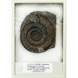 アンモナイト ダクティリオセラス ケース入り イングランド Whitby Yorkshire England 東京サイエンス 頭足類 化石 プレゼント 科学 ammonites Dactylioceras commune