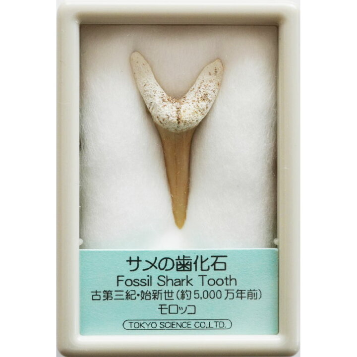 楽天市場】サメの歯化石 : キッズマーケット