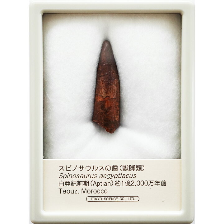 楽天市場】スピノサウルスの歯 中厚ケース入り 東京サイエンス 恐竜 