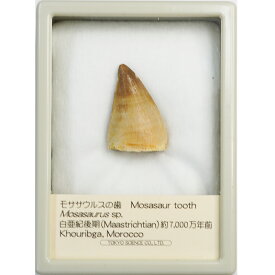 モササウルスの歯 ケース入り 恐竜 海竜 化石 科学