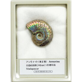 アンモナイト レインボー ケース入り マダガスカル Sサイズ 東京サイエンス 頭足類 化石 プレゼント 科学