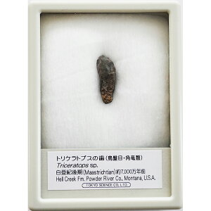 gPgvX̎ P[X TCGX  ̎