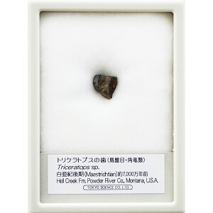 gPgvX̎ P[X TCGX  ̎