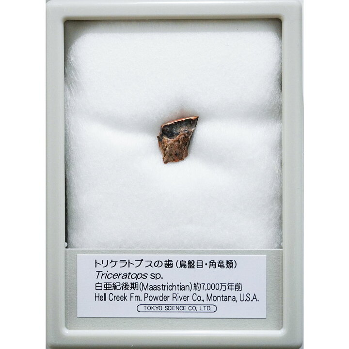 楽天市場】トリケラトプスの歯 ケース入り 東京サイエンス 化石 恐竜の 