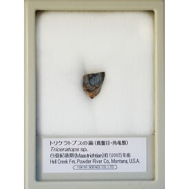 トリケラトプスの歯 ケース入り 東京サイエンス 化石 恐竜の歯