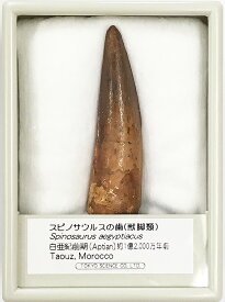 【8日P2倍】スピノサウルスの歯 ケース入り 東京サイエンス 恐竜 化石 歯 プレゼント 科学