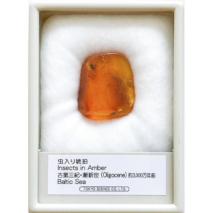 楽天市場】琥珀 こはく 虫入り バルト海沿岸 ドミニカ共和国 化石 標本 