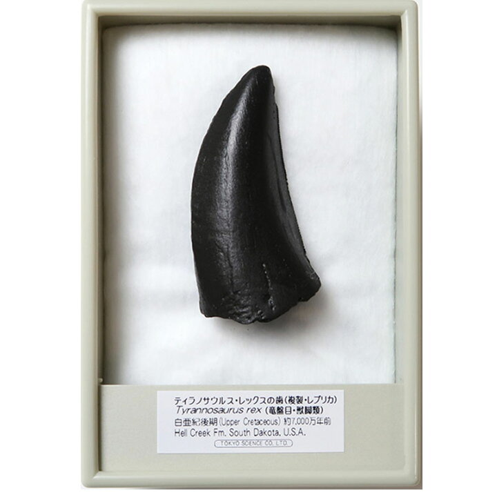 楽天市場】【送料無料】【ティラノサウルス/t-rex/歯/化石/恐竜】希少  