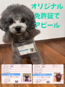 }C_[J[h }Cɂ񂾁[J[h gؖ Ƌ Ƌ LƋ ybg q ʐ^ ʐ^vg  bZ[W 킢 Mtg ybgvg I[_[